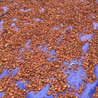 1kg táo mèo khô ( trà sơn tra)
