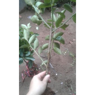 Cây chanh không hạt tứ quý