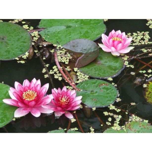 Củ hoa súng thái mini