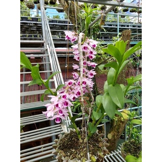 Hoa phong lan (kie) phi điệp cửu long cao phong