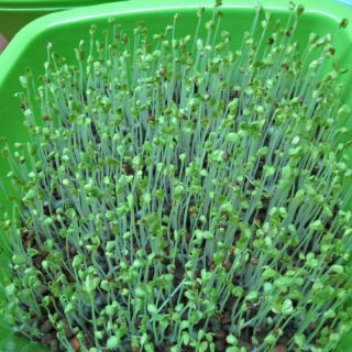 Hạt giống CẢI CỦ MẦM dinh dưỡng cao  (bấm chọn giá gói lẻ)