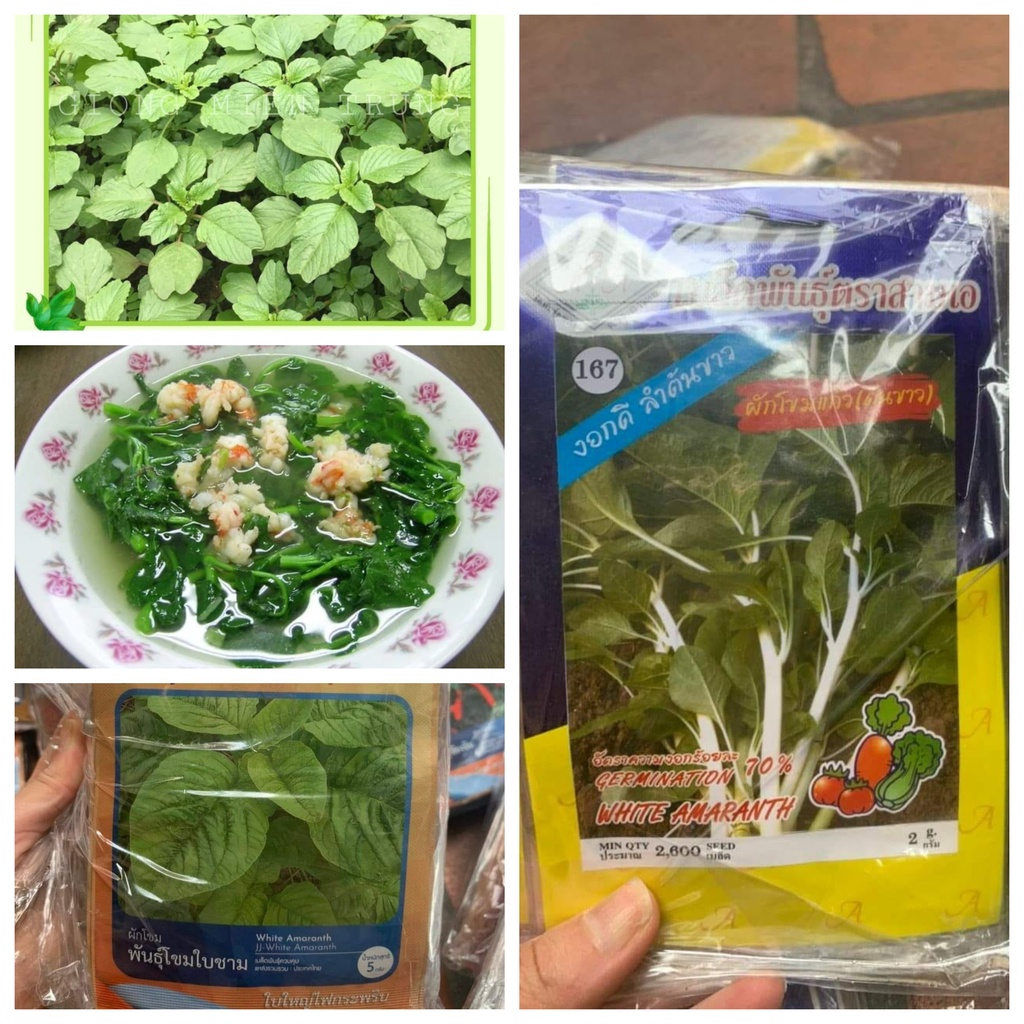 Hạt Giống Rau Rền Cơm | Shopee Việt Nam