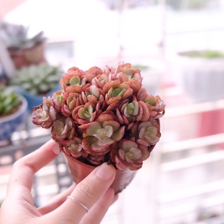 Sen đá bụi cam suyon màu siêu xinh