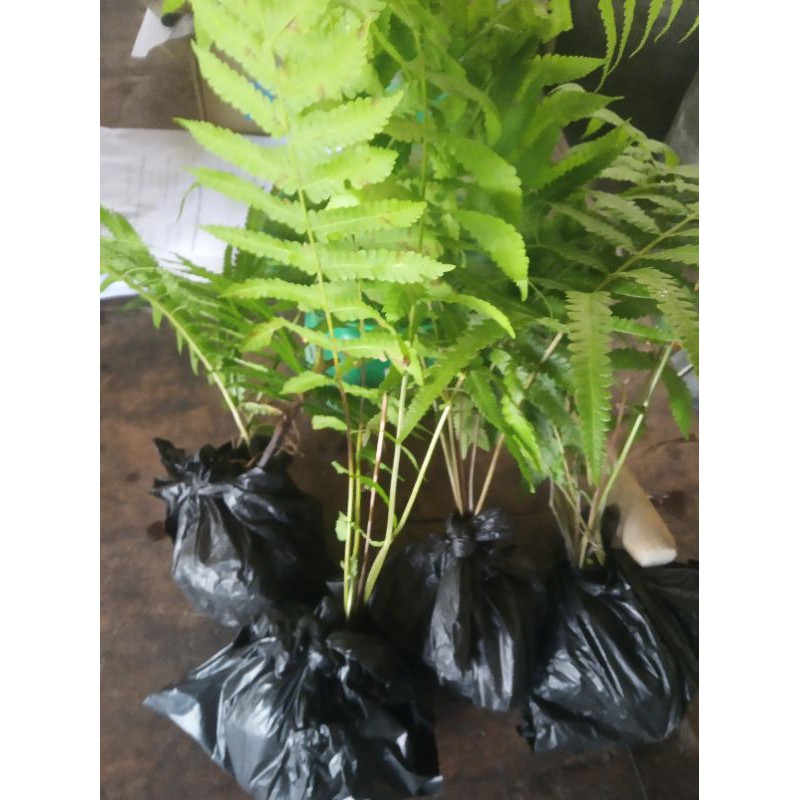 1 cây dương sỉ - cây thủy sinh 5k