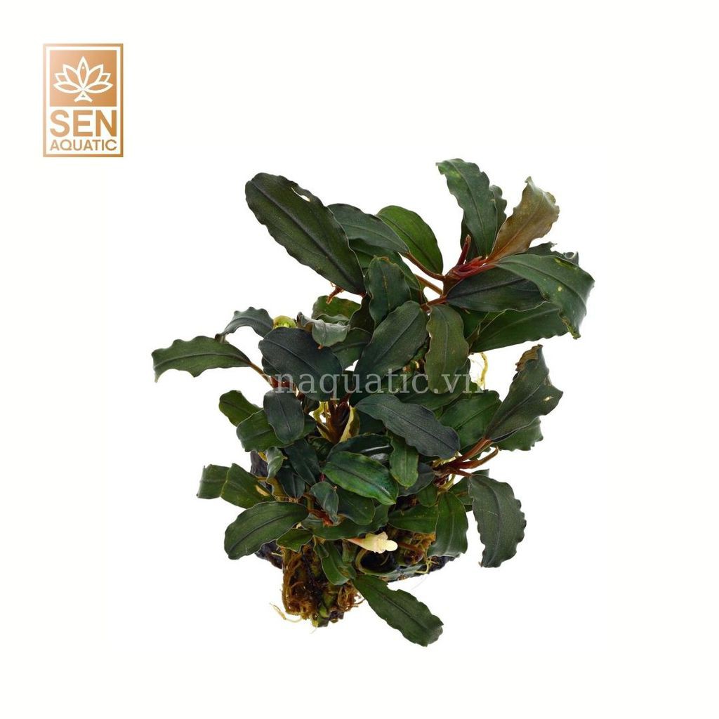 Cây Thuỷ Sinh Bucep Xanh - Bucephalandra