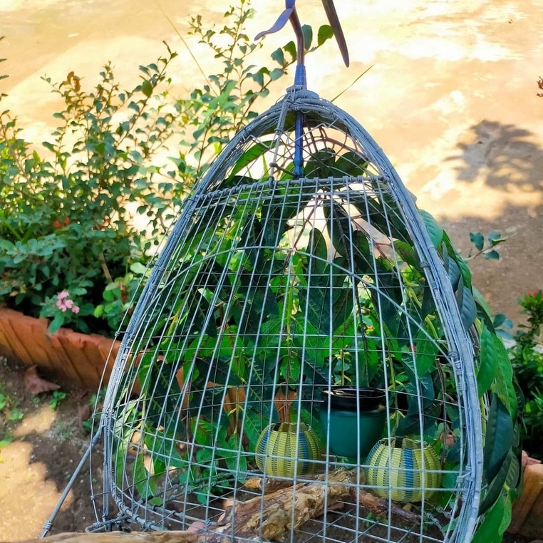 Khoáng Chất Cho Chim Cu Gáy