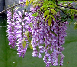 Hoa tử đằng
