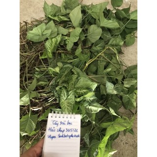 cây tróc bạc ( trầu bà trắng)