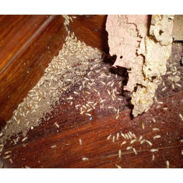 Combo diệt mối sinh học PMC: 2 Hộp nhử mối + 1 lọ diệt mối PMC 90 (hanpet 432h) LOẠI HỘP TO