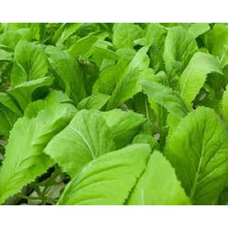 Hạt giống cải mơ lùn(20g)