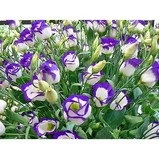 HẠT GIỐNG HOA CÁT TƯỜNG