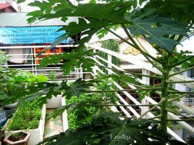 Cây giống Đủ Đủ... thái ruột vàng siêu trái