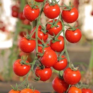 30 hạt giống cà chua chuỗi ngọc