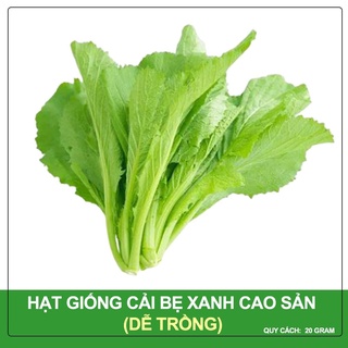 Hạt giống cải bẹ vàng ngọt 20gr - có loại dùng thử 100 hạt