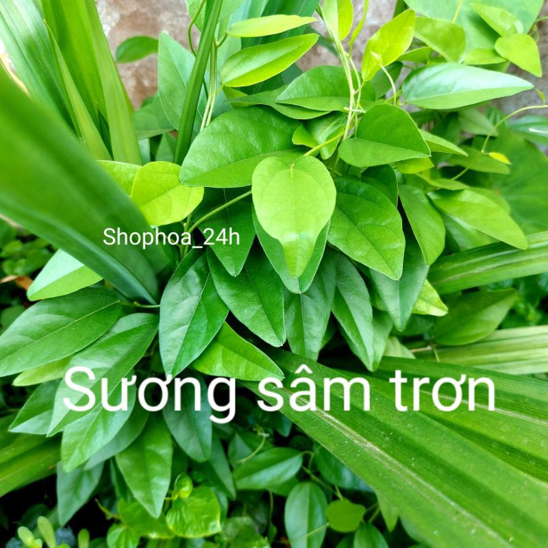 Cây sương sâm trơn, cây lớn, nhiều lá