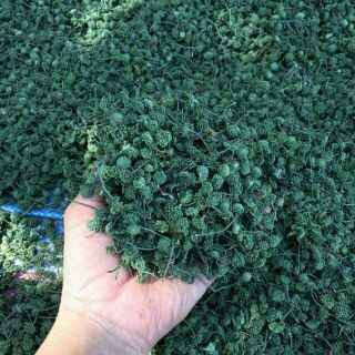 50g nụ hoa tam thất