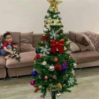 Cây thông noel