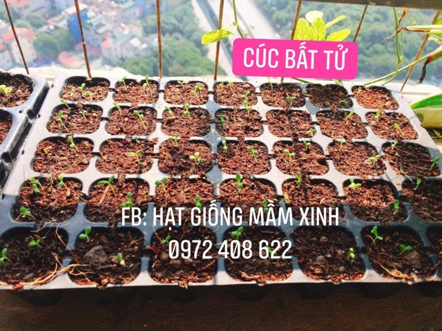 50k/ 1.200 hạt cúc bất tử mix màu. Có ảnh thật nảy mầm 100%