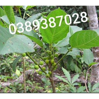 cây ngái(sung rừng)gồm lá,thân.1kg