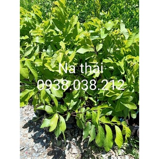 CÂY GIỐNG NA THÁI