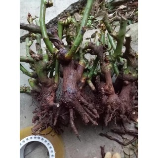Hoa hồng giống. Rễ trần