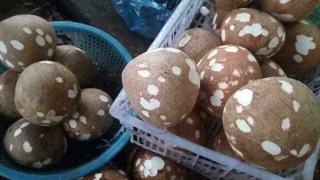 Dầu dừa chuốt mi, dầu dừa lăn môi