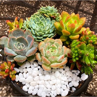 SEN ĐÁ ĐỂ BÀN ĐẸP km