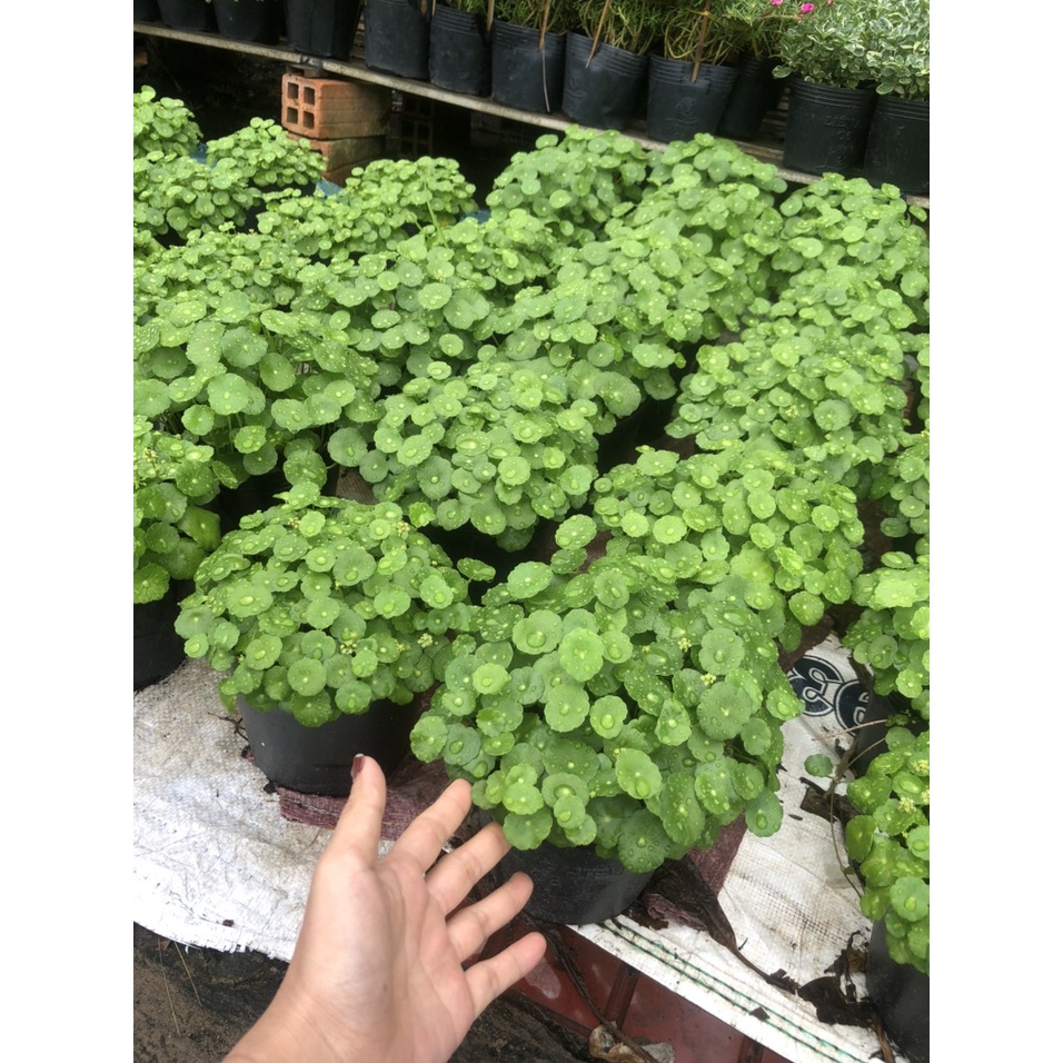 Cây cỏ đồng tiền - rau má kiểng