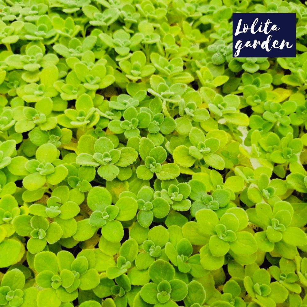 Sen đá nhất mạt hương Đà Lạt size mini cây cảnh trang trí nhà cửa Lolita garden