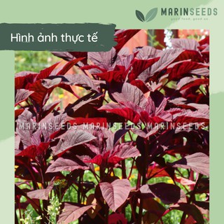 Hạt giống rau dền đỏ (10gram, 20gram)