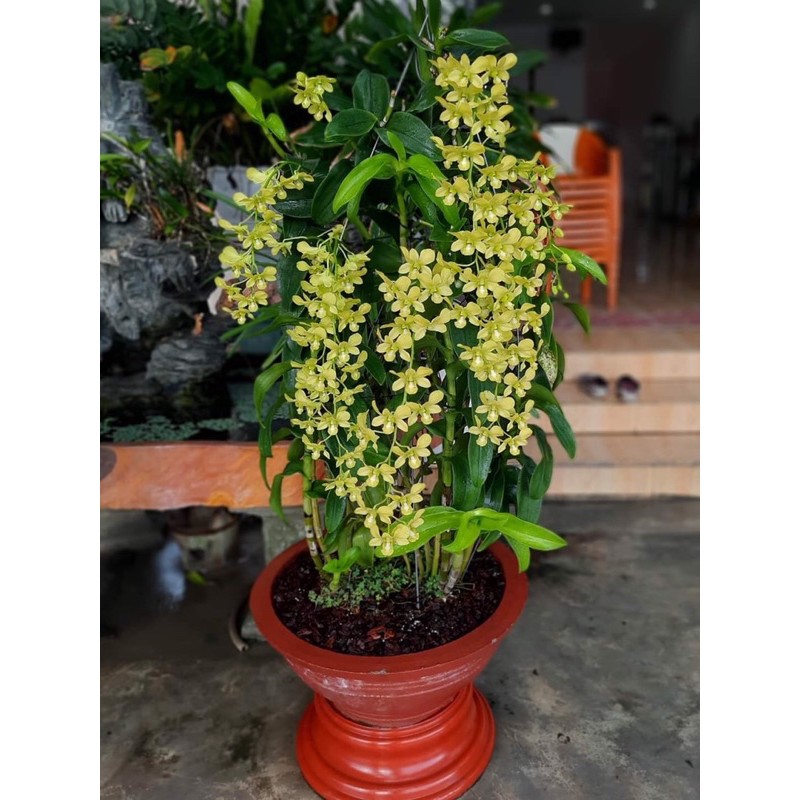 DENRO VÀNG CHANH | XANH CỐM HUYỀN THOẠI HÀNG SẴN NỤ