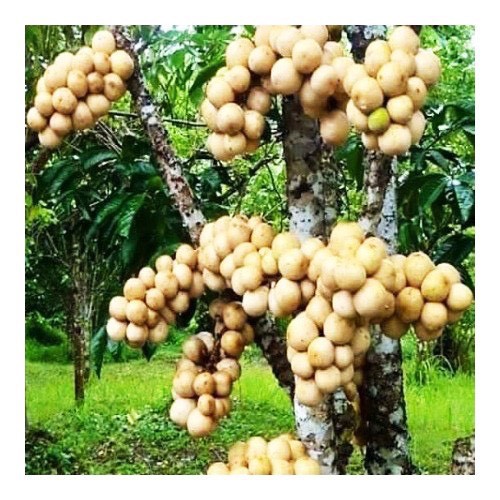 Bòn bon Thái bao ăn ngon ngọt giá trị dinh dưỡng cao rất tốt cho sức khỏe [CHỈ GIAO TPHCM]