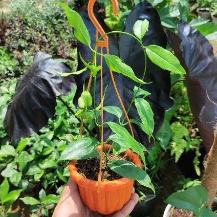 Cẩm cù Hoya Buotii