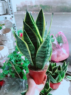 Lưỡi Hổ Cao