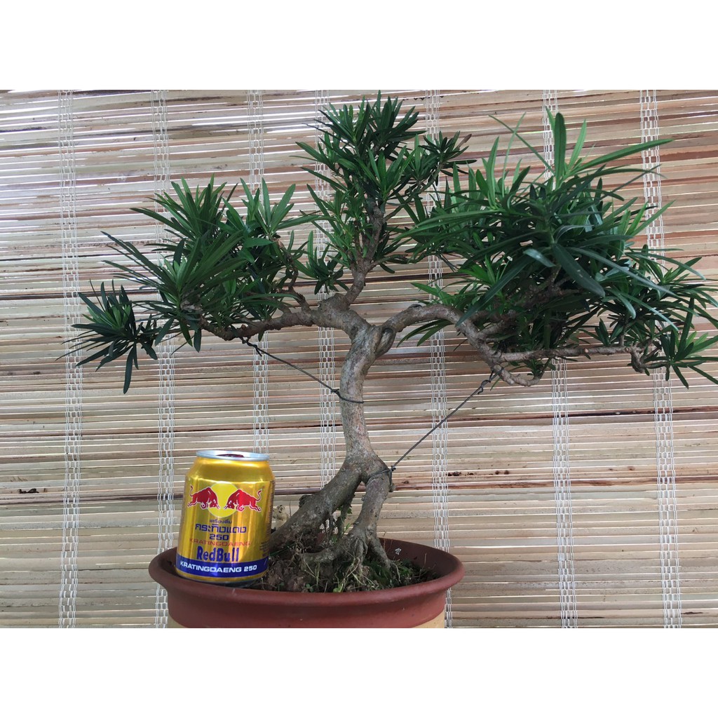 Cây tùng la hán bonsai để bàn mini nhà vườn mộc