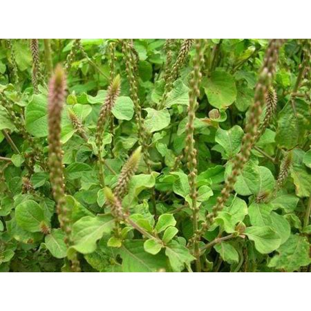 1kg Cây cỏ xước khô cực tốt cho xương khớp