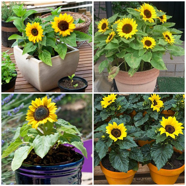 Hạt Giống Hướng Dương Lùn F1 Loại dễ trồng hoa nở đẹp kháng sâu bệnh ( gói 100gram ,300gram , 500gram )