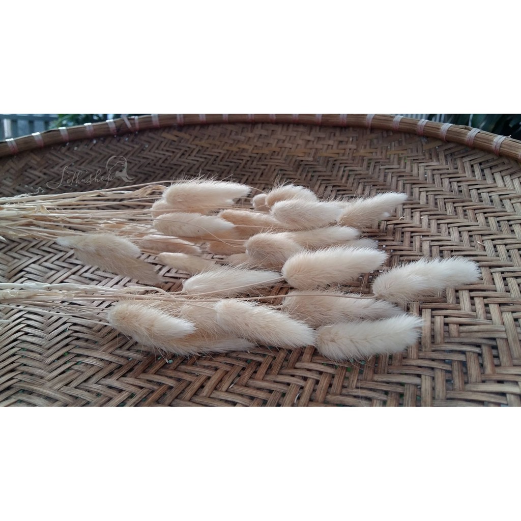 [10 - 30 bông] Cỏ đuôi thỏ khô chuẩn vintage