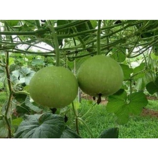 5 hạt giống bầu tròn