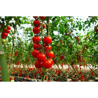 Hạt Giống Cà Chua Chuỗi Ngọc