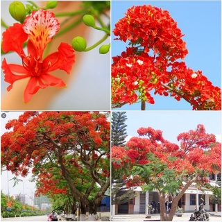 Hạt giống cây hoa phượng vĩ đỏ dể trồng-Gói 5 hạt
