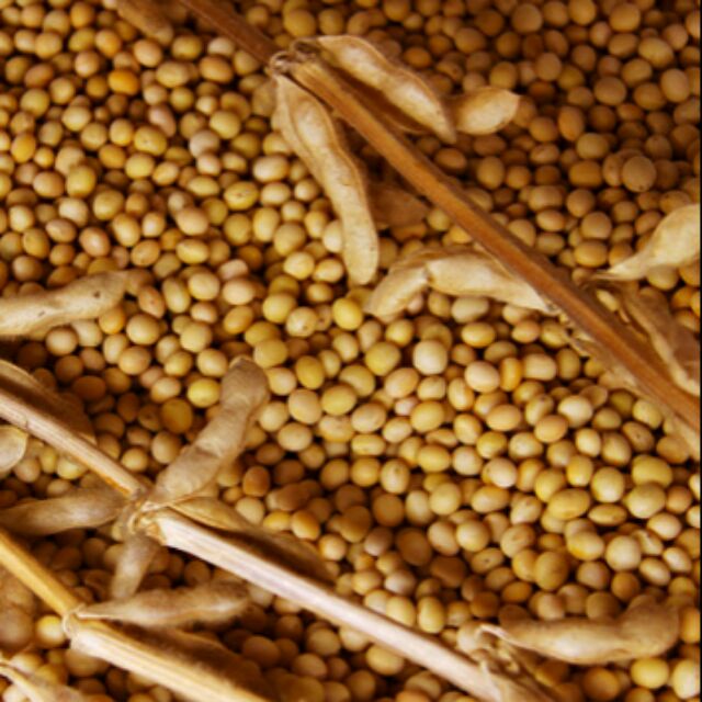 1kg hạt đỗ tương quê