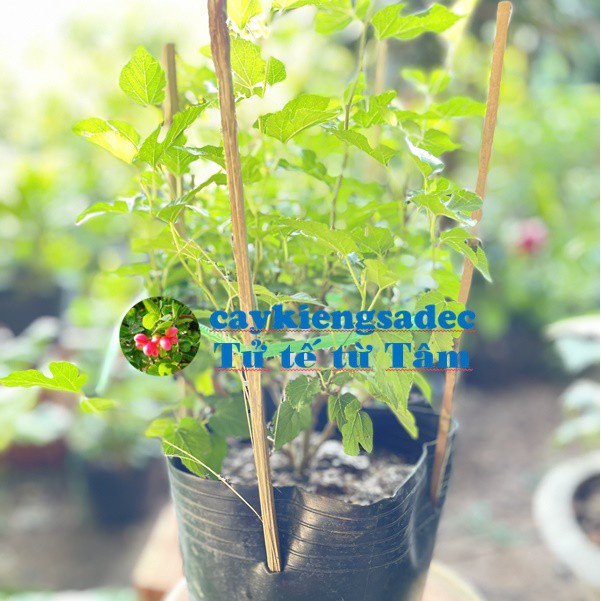 Caykiengsadec- cây dâu tằm tặng phân bón -cây ăn trái - trang trí nội thất cảnh quan sân vườn ngoài trời