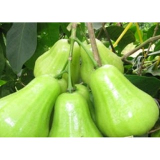 Mận Xanh Đường Trái To năng suất cao