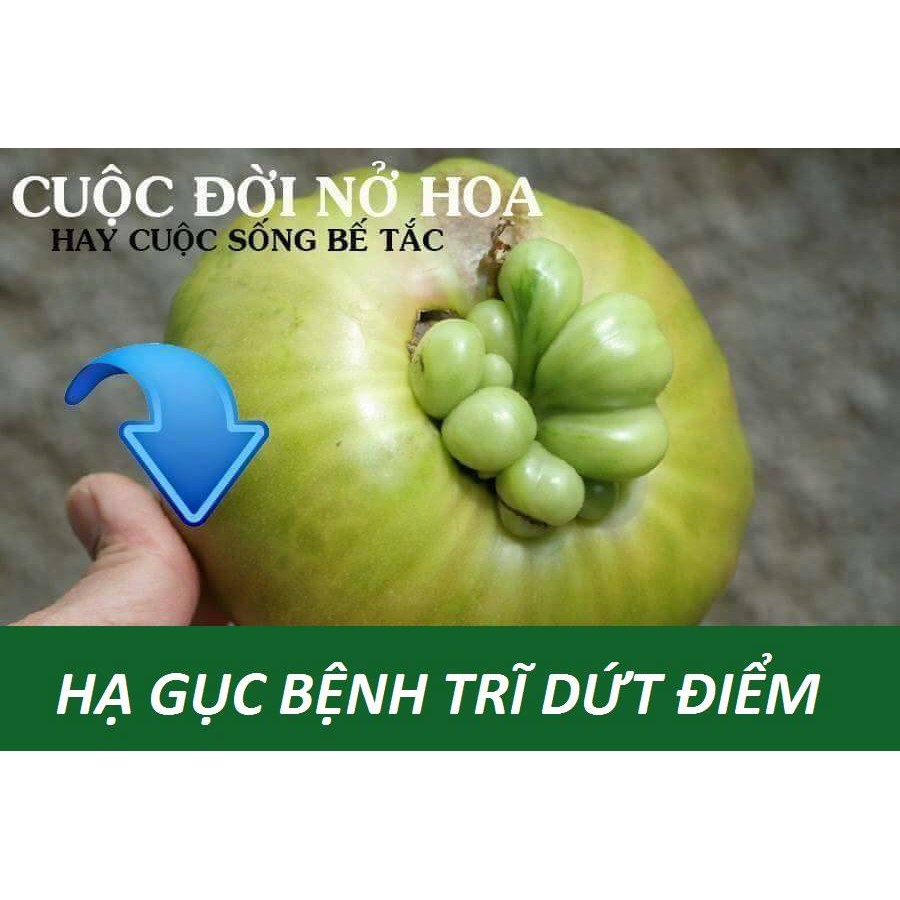 CaoTrĩ Đông Y Chuyên Trĩ Nội Trĩ Ngoại