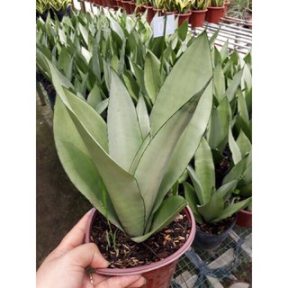 Cây lưỡi hổ bạc để văn phòng