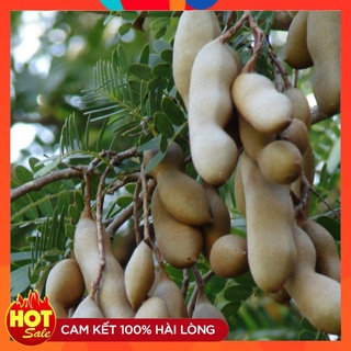 Cây Giống Me Thái Ngọt Sai Trái