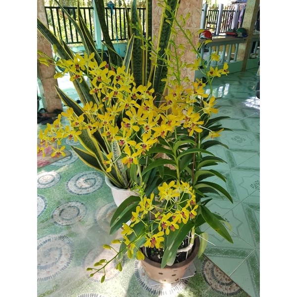Hoa lan pensuda xưa
