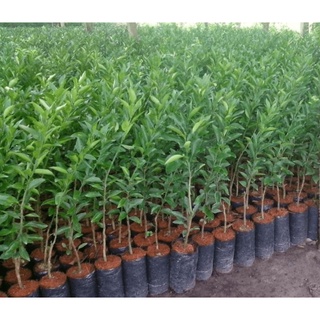 400gram túi bầu ươm 12x22