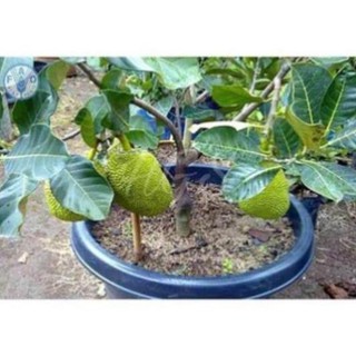 Cây Giống Mít Dai